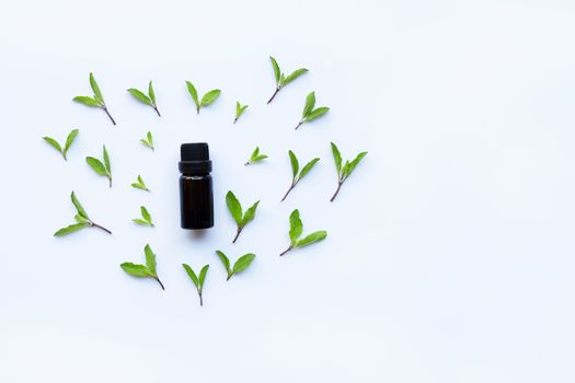 Holy basil essential oil in a glass bottle with fresh holy basil leaves 