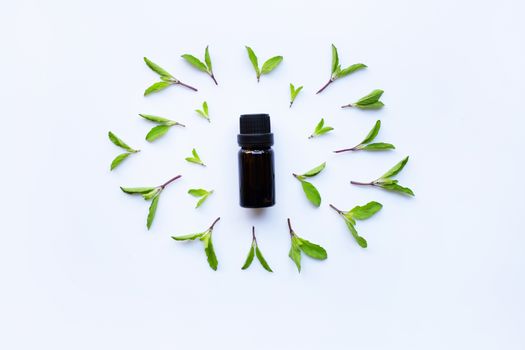 Holy basil essential oil in a glass bottle with fresh holy basil leaves 