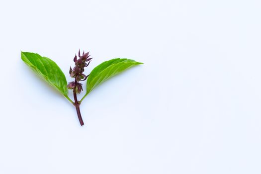 Sweet basil leaves and flower on white background. Copy space