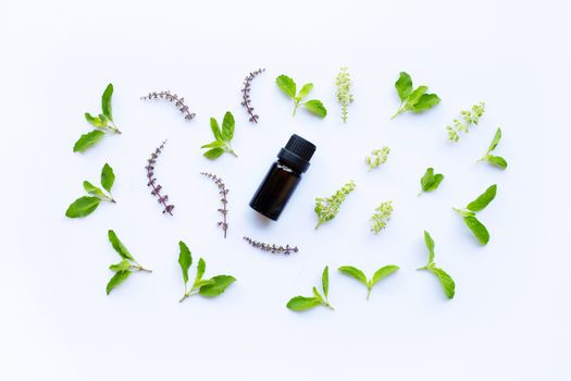 Holy basil essential oil in a glass bottle with fresh holy basil leaves and flower