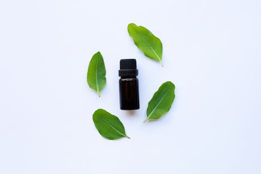 Eucalyptus aromatherapy essential oils in bottle with eucalyptus  green leaves