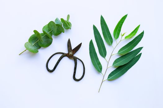 Branches of eucalyptus and vintage scissors on white background