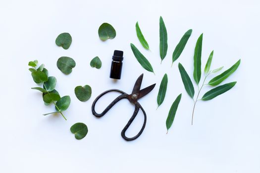 Eucalyptus essential oil with branch, leaves of eucalyptus and vintage scissors on white background