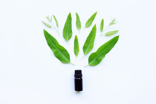 Eucalyptus essential oil with green leaves on white background.