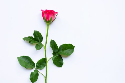 Fresh red rose flower on the white background. Copy space