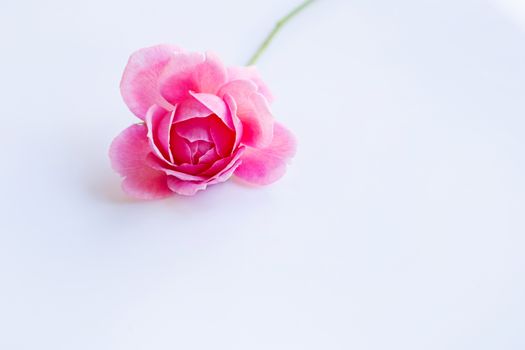 Pink rose on over white background. Copy space, Concept background for Valentines Day 