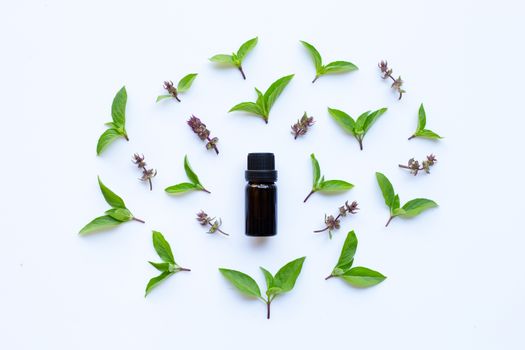 Sweet basil essential oil in a glass bottle with fresh sweet basil leaves and flower.