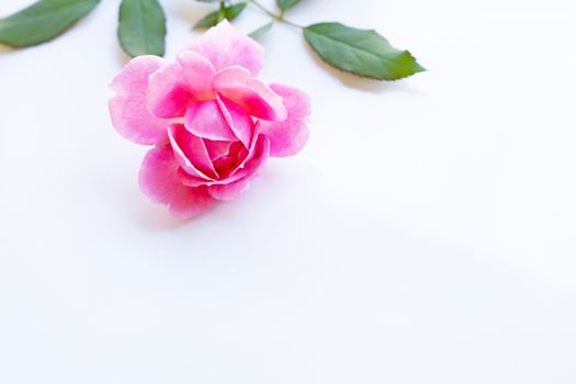 Pink rose on over white background. Copy space, Concept background for Valentines Day 
