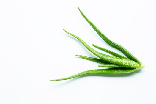 Aloe vera  on white background. Copy space