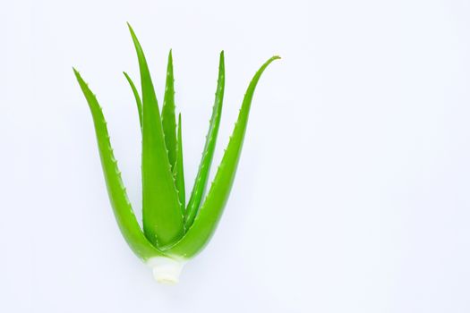 Aloe vera on white background. Copy space