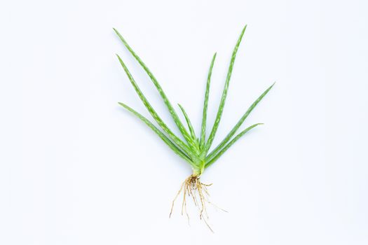 Aloe vera  on white background.