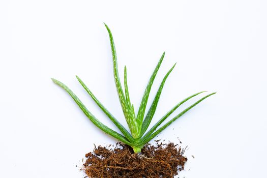 Aloe vera  on white background.