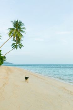 A happy dog  playing at the beach. Summer concept