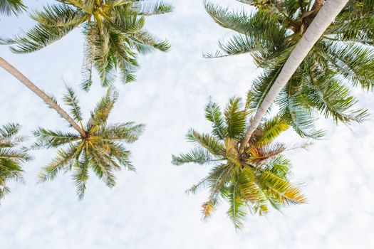 Coconut palm trees, beautiful tropical with sky and clouds.