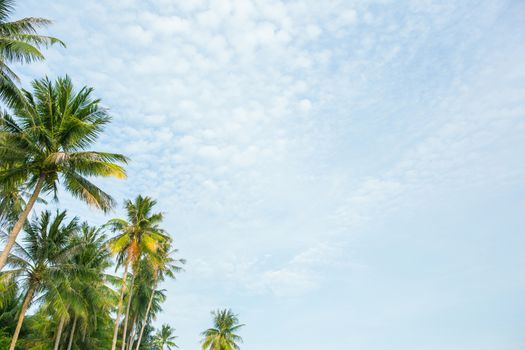 Coconut palm trees, beautiful tropical with sky and clouds.