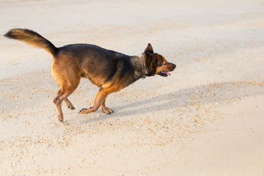 A dog  playing at the beach. summer concept