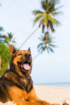 A happy dog  playing at the beach. Summer concept