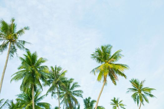 Coconut palm trees, beautiful tropical with sky and clouds.