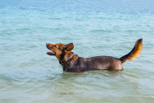 Happy dog swimming in the sea