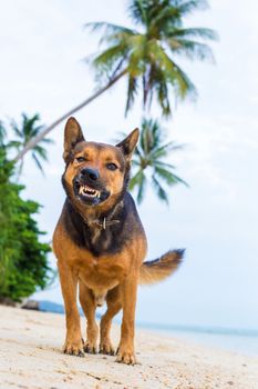 Aggressive angry dog shows teeth on the beach.