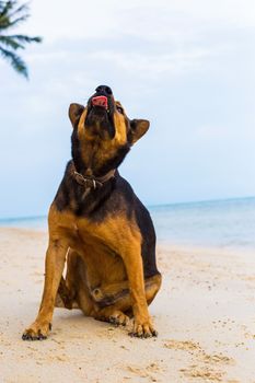 A happy dog  playing at the beach. summer concept