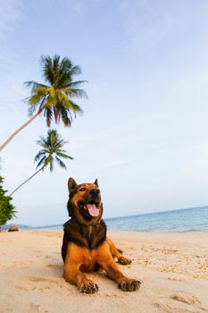 A happy dog  playing at the beach. summer concept