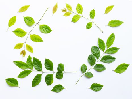 Frame made of green leaves on white background. 