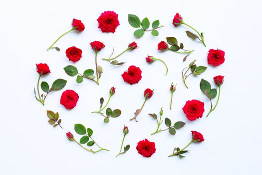 Rose on white background. Top view
