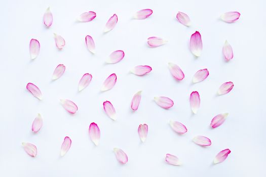 Pink lotus petals on white background.