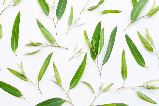 Eucalyptus leaves on white background.