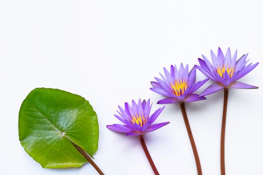 Purple lotus flower blooming on white background. Copy space