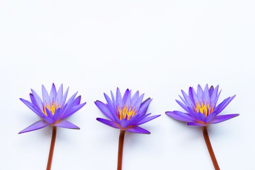 Purple lotus flower blooming on white background. Copy space
