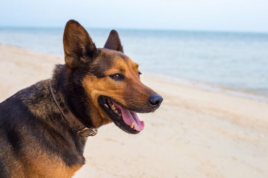A happy dog  playing at the beach. summer concept