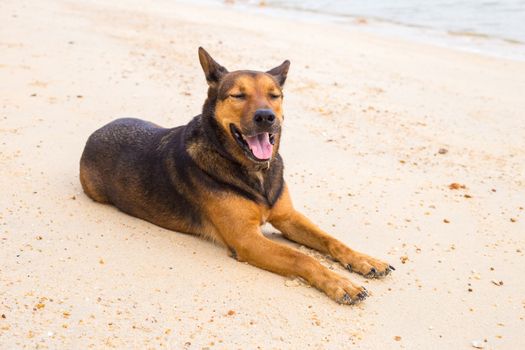 A happy dog  playing at the beach. summer concept