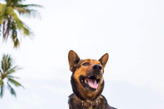 A happy dog  playing at the beach. summer concept