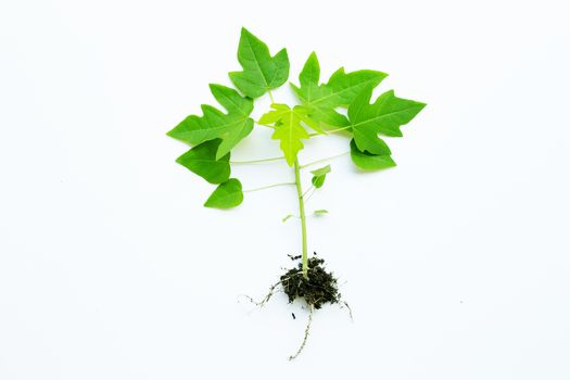 Young papaya plant on white background.