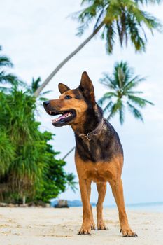 A happy dog  playing at the beach. summer concept