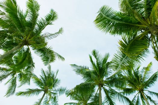 Coconut palm trees, beautiful tropical 