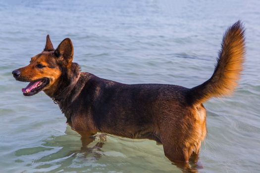 Happy dog swimming in the sea