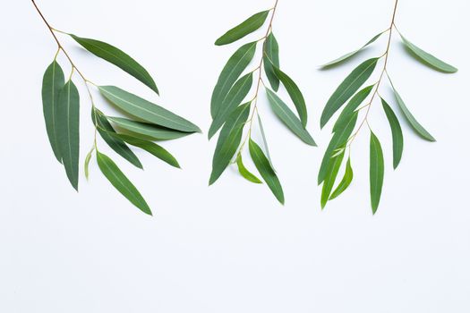 Eucalyptus leaves on white background.