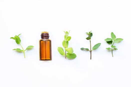 Essential oil with different types of mint on white background. 