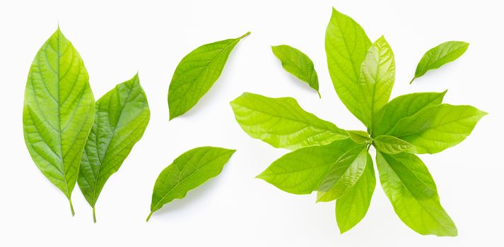 Avocado leaves on white background.