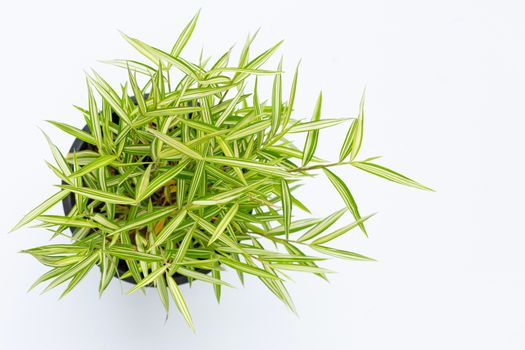 Green yellow plant in pot on white background. Top view of Thyrsostachys Siamensis Gamble or Cat bamboo