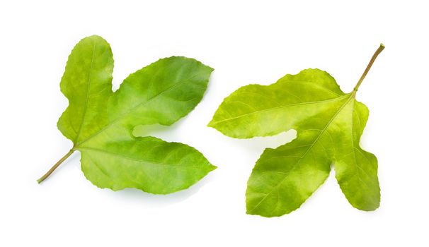 Passion fruit leaves on white background. 