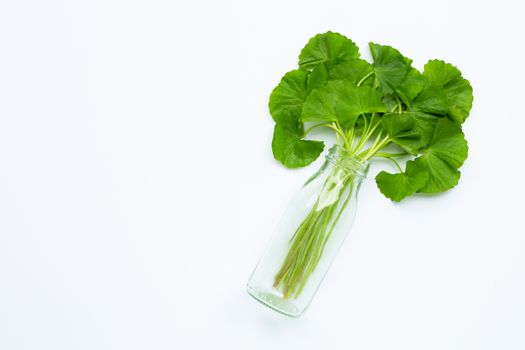 Glass bottle with fresh green Gotu kola on whitebackground. Copy space