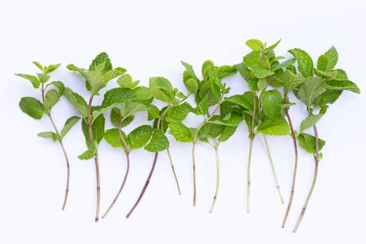 Fresh  mint leaves  on white background.