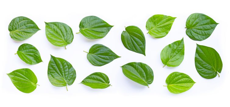 Green betel leaves, Fresh piper betle on white background.