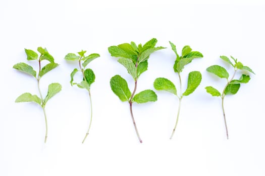 Fresh  mint leaves  on white background.