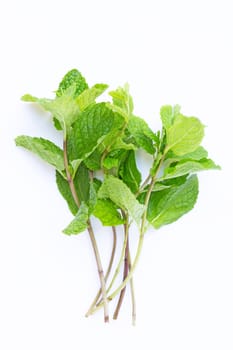 Fresh  mint leaves  on white background.