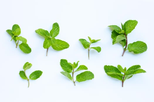 Fresh  mint leaves  on white background.